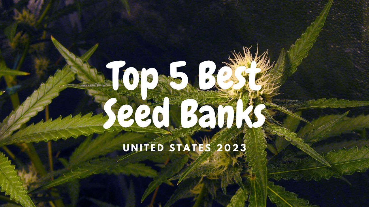best seed banks in the united states